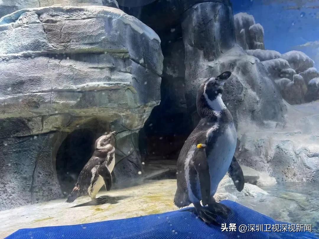 餐厅鱼缸_带鱼缸的西餐_餐饮鱼缸