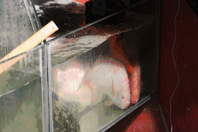 带鱼缸的西餐_带鱼缸的餐桌_鱼缸可以放在餐厅西面吗