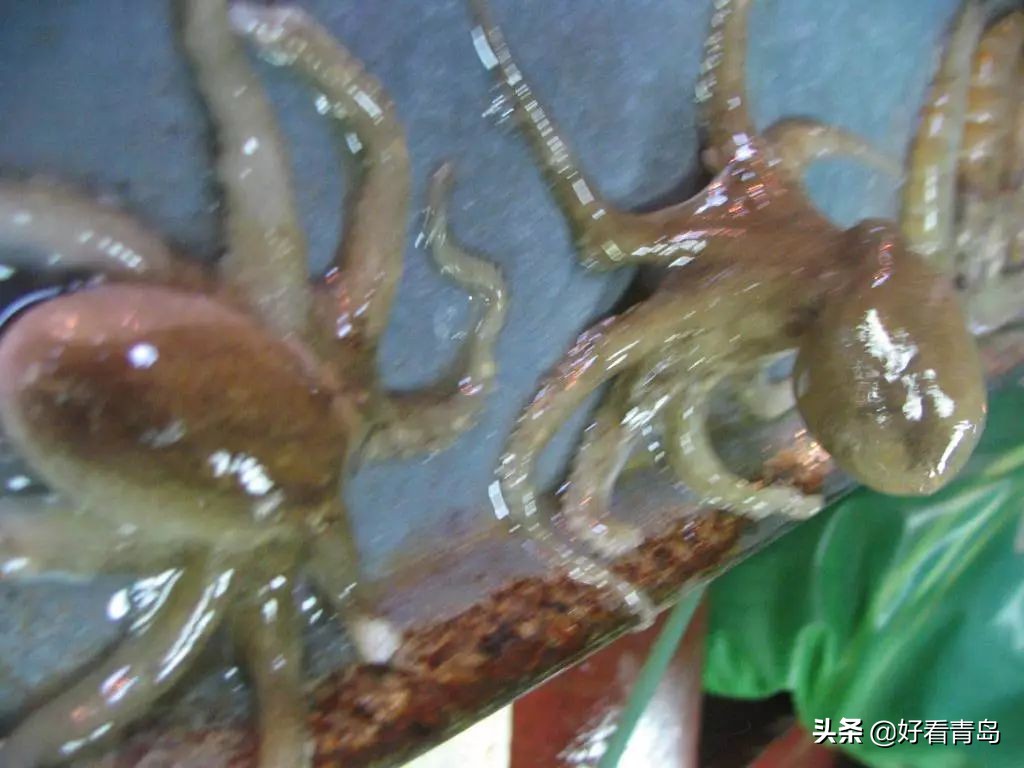 带鱼缸的餐桌_带鱼缸的西餐_鱼缸放在餐厅西墙边好吗
