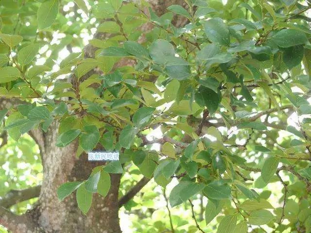 潮汕人清明节吃什么_潮汕人过清明的美食_潮汕过节