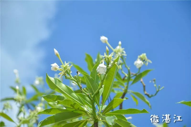 码头美食国际渔人馆地址_国外渔人码头_渔人码头国际美食