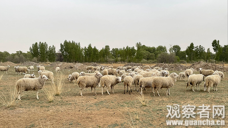 西藏地区农作物的分布特点是_西藏地区农作物以什么为主_西藏地区的生活方式和作物