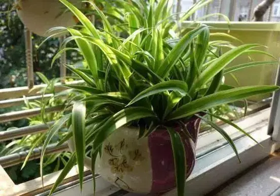教你种花_生活种花小窍门_种花的教程