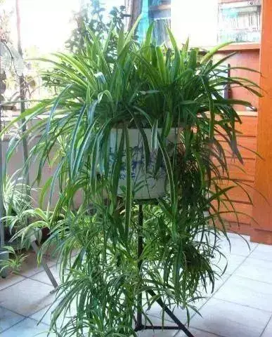 教你种花_生活种花小窍门_种花的教程
