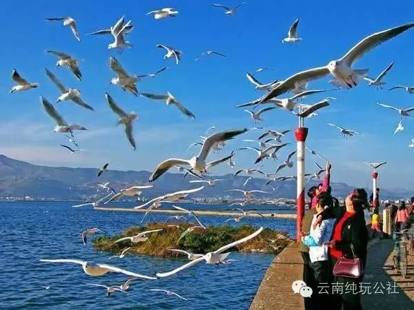 昆明翠湖西楼餐厅_昆明翠湖里西餐厅_昆明翠湖西路