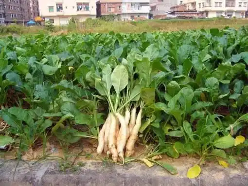 潮汕特产品牌_潮汕特产美食大全_潮汕美食特产老字号