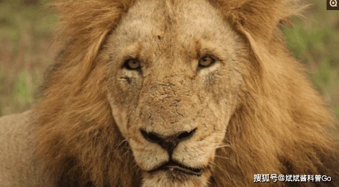 大象最喜欢的生活方式_大象喜欢什么样的生活环境_大象平时喜欢干什么