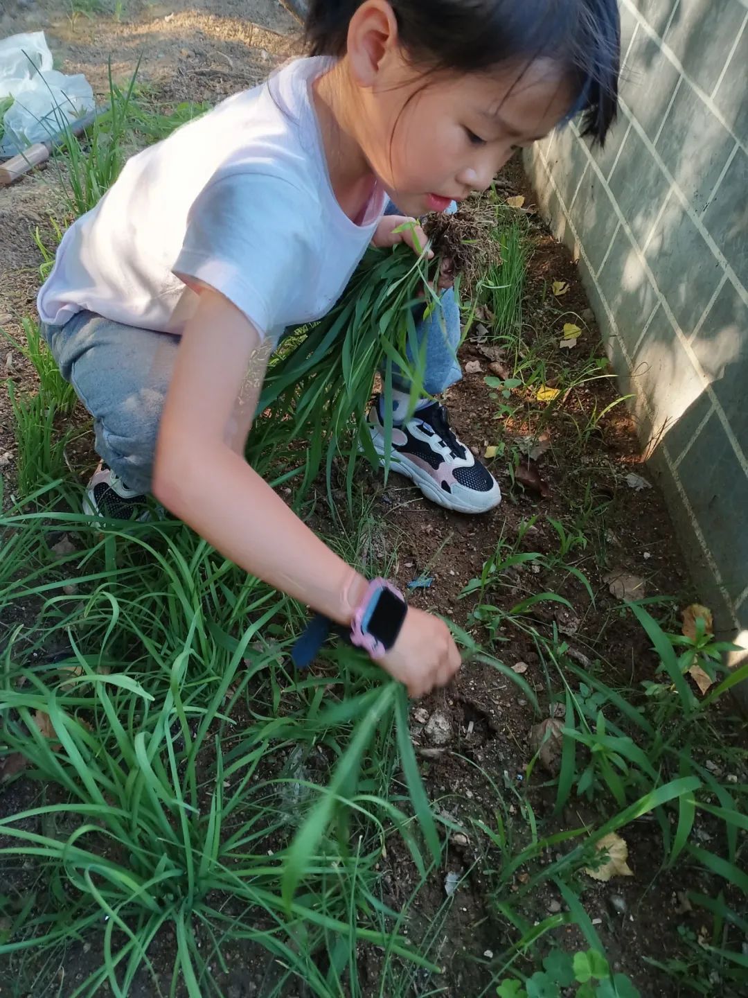 择菜算生活技能吗_徐教院附小算菜小吗_菜生活