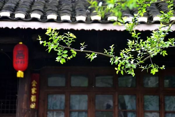 虎门最正宗的粤式早茶_虎门潮汕炒菜美食_虎门好吃的粤菜