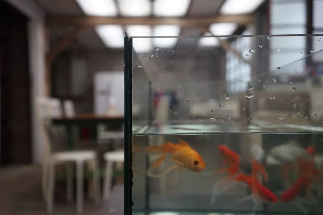 成都哪里卖糕点材料_成都糕点批发配送_成都卖糕点的店