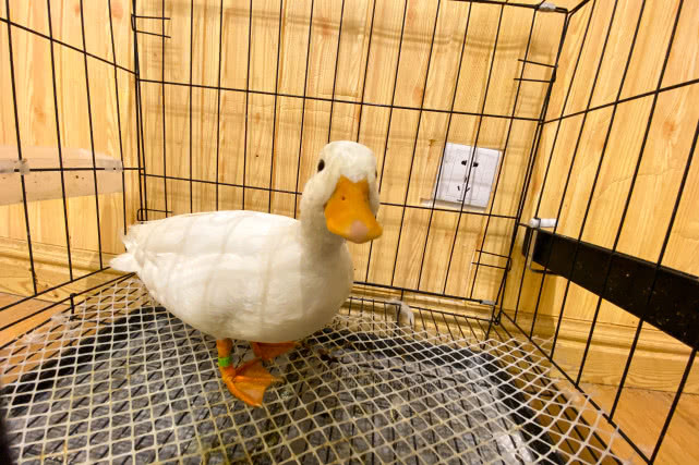 宠物咖啡馆的目标顾客_咖啡馆宠物顾客目标分析_咖啡馆宠物顾客目标是什么