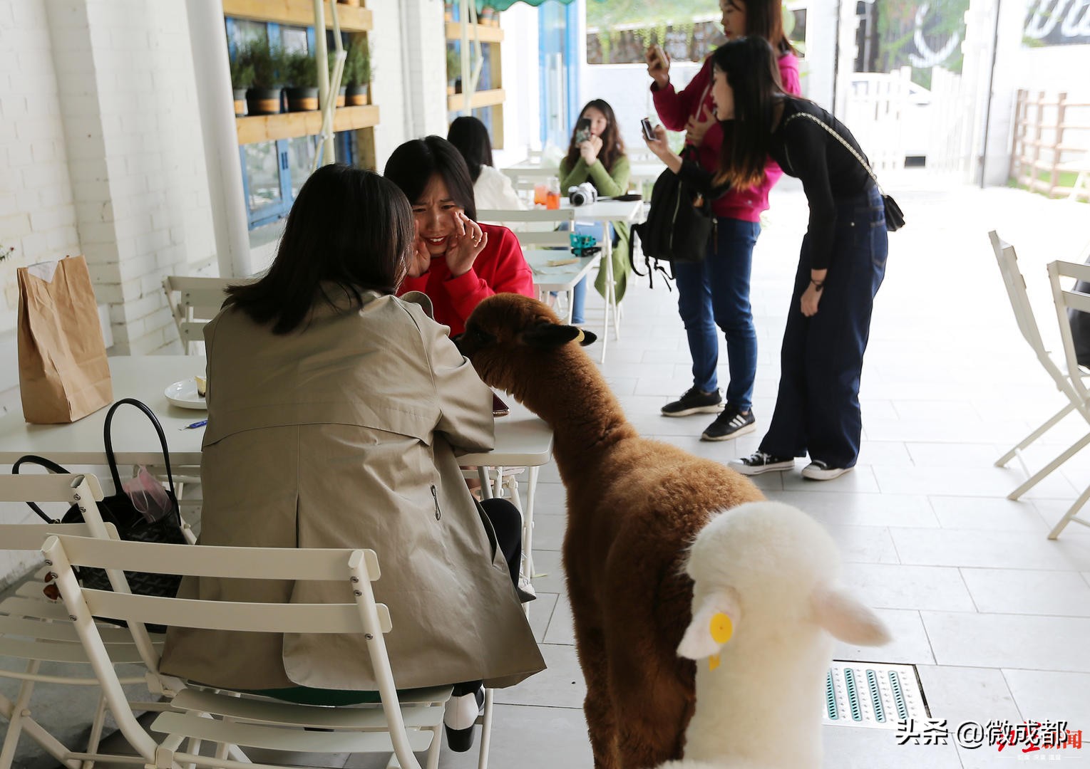 咖啡馆宠物顾客目标怎么写_宠物咖啡馆的目标顾客_宠物咖啡馆的目标客户