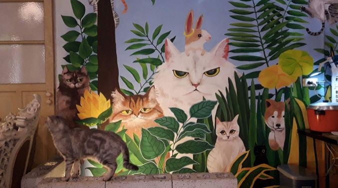 厦门的猫咖啡厅_厦门猫咖兼职_厦门猫主题咖啡