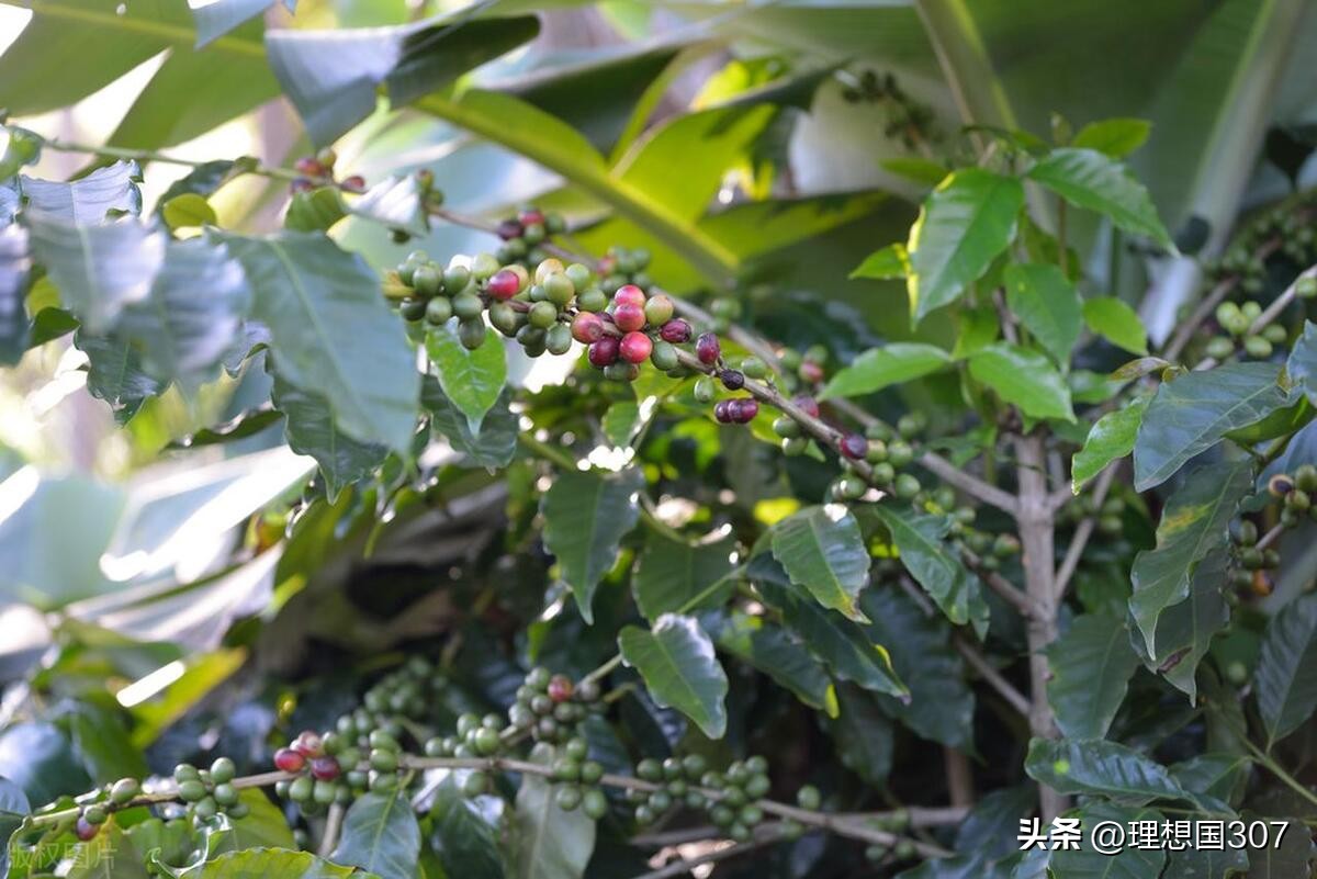 中非咖啡_咖啡是非洲的吗_中非咖啡好吗