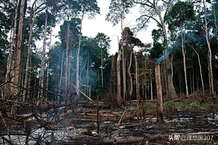 中非咖啡_中非咖啡好吗_咖啡是非洲的吗