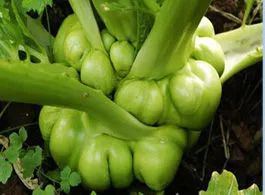 糕点美食图片大全高清图片_糕点美食图片实拍_糕点的美食地图