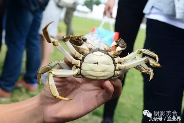 中国著名螃蟹大赏！,非常值得看的一篇文章
