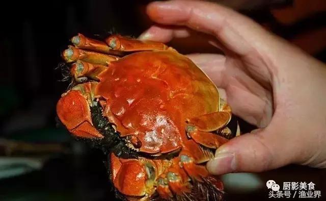 中国著名螃蟹大赏！,非常值得看的一篇文章
