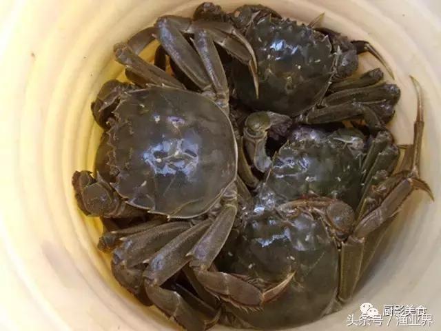中国著名螃蟹大赏！,非常值得看的一篇文章