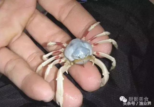 中国著名螃蟹大赏！,非常值得看的一篇文章