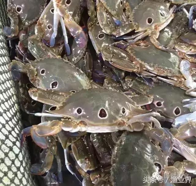 中国著名螃蟹大赏！,非常值得看的一篇文章
