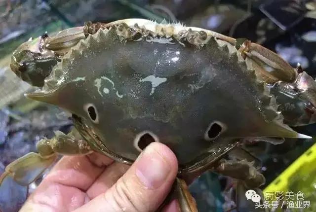 中国著名螃蟹大赏！,非常值得看的一篇文章