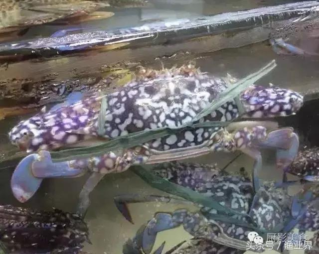 中国著名螃蟹大赏！,非常值得看的一篇文章