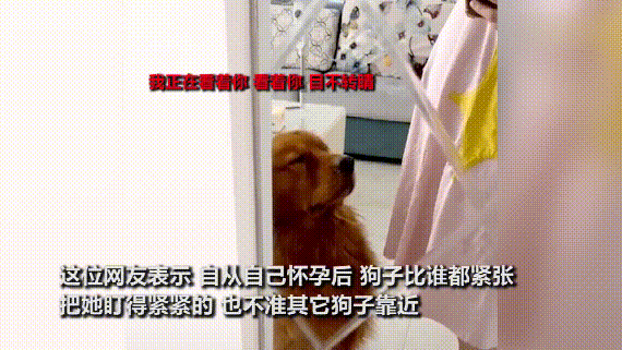让点心_点心让不让带上飞机_粗点心战争出现的粗点心