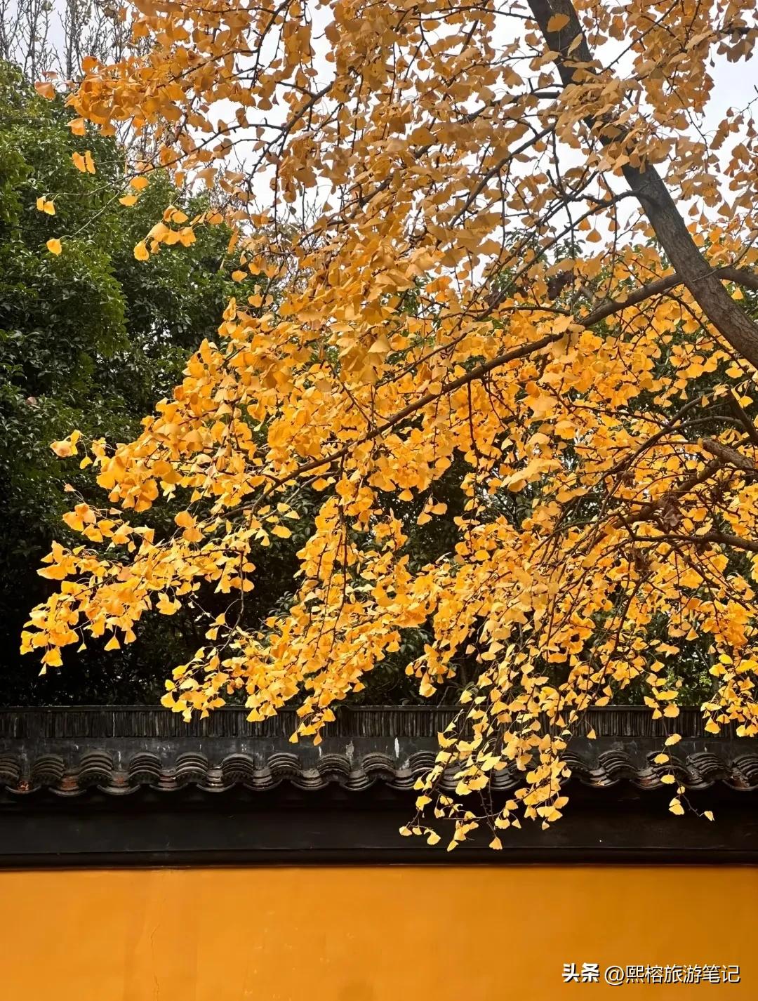 苏州拙政园里有吃的吗_苏州拙政园美食_苏州拙政园美在哪里