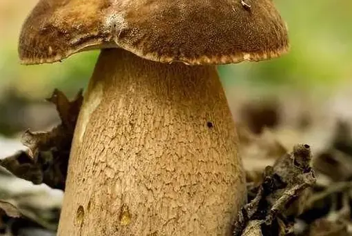 西餐蘑菇_西餐中用的菌菇_西餐里的菇