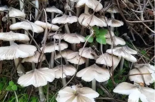 西餐中用的菌菇_西餐里的菇_西餐蘑菇