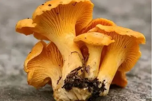 西餐里的菇_西餐蘑菇_西餐中用的菌菇