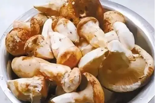 西餐蘑菇_西餐中用的菌菇_西餐里的菇