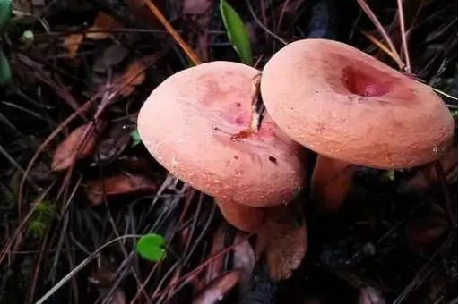 西餐里的菇_西餐蘑菇_西餐中用的菌菇