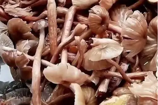 西餐蘑菇_西餐中用的菌菇_西餐里的菇