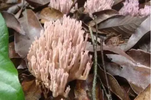 西餐蘑菇_西餐里的菇_西餐中用的菌菇