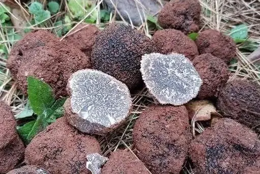 西餐中用的菌菇_西餐蘑菇_西餐里的菇