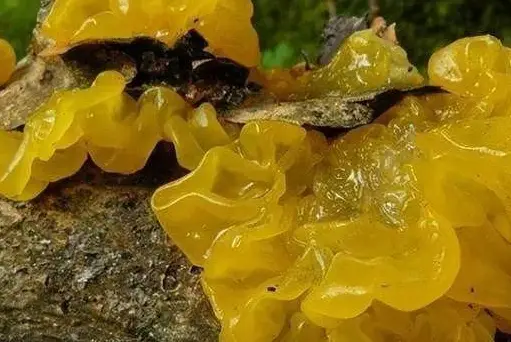 西餐蘑菇_西餐中用的菌菇_西餐里的菇