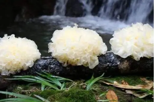 西餐里的菇_西餐中用的菌菇_西餐蘑菇