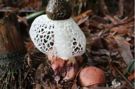 西餐里的菇_西餐蘑菇_西餐中用的菌菇