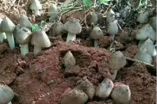 西餐里的菇_西餐中用的菌菇_西餐蘑菇
