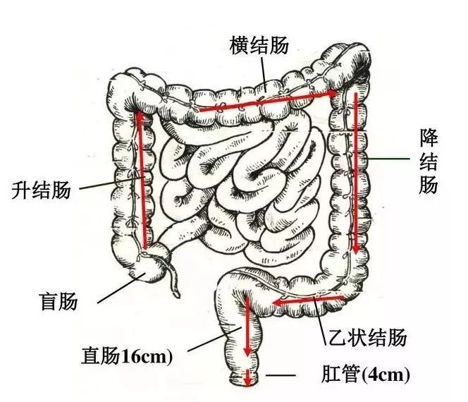 咖啡灌肠的咖啡_咖啡灌肠的咖啡能喝吗_咖啡灌肠袋