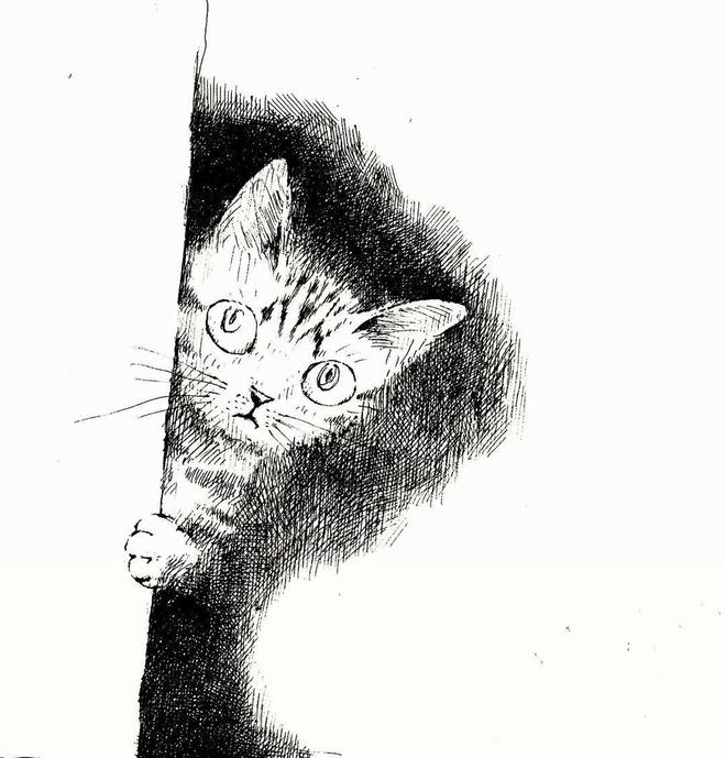 两只猫的趣味生活_猫的生活趣事作文_小猫生活趣事