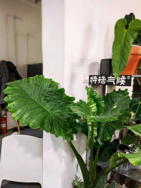禧园咖啡_北京禧园咖啡店_禧室咖啡