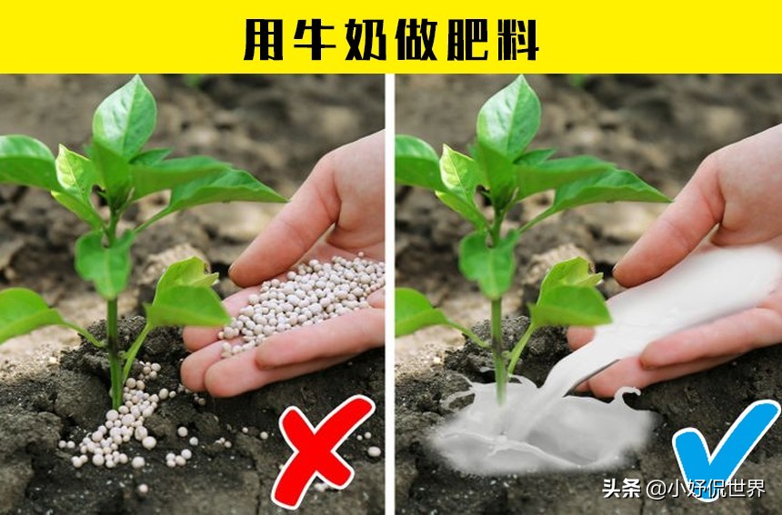 生活小技巧牛奶_牛奶的教程_牛奶的生活小妙招
