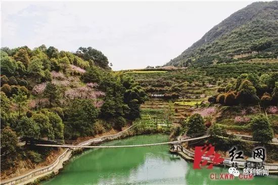 红薯种植致富故事_红薯产业链创业计划书_种红薯创业故事