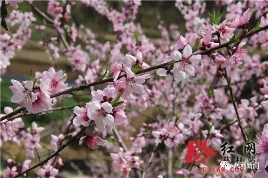 种红薯创业故事_红薯产业链创业计划书_红薯种植致富故事