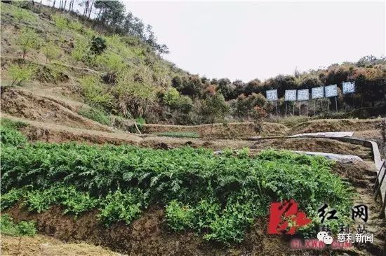 红薯种植致富故事_红薯产业链创业计划书_种红薯创业故事