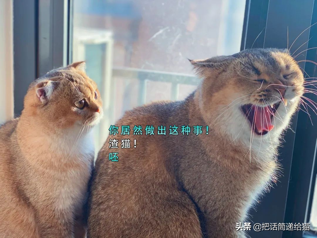 唐氏儿家庭的日常_唐氏儿日常生活表现_唐氏儿家族史