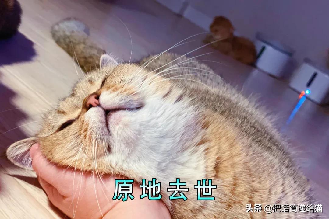 唐氏儿家庭的日常_唐氏儿家族史_唐氏儿日常生活表现